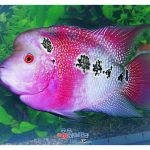 经历过热潮 也走过低潮 罗汉鱼觅知音