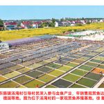 全国年产量超35亿尾,产值增速在休闲渔业中居首位 —— 观赏鱼,百亿产业咋“养”成?