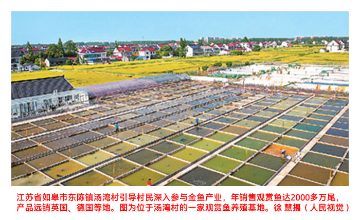 Read more about the article 全国年产量超35亿尾，产值增速在休闲渔业中居首位 —— 观赏鱼，百亿产业咋“养”成？