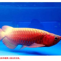 全国最大出口地  柔观赏鱼业  潜力无限