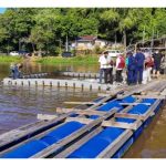 武吉美拉湖原生品种投放100尾金龙鱼