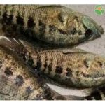 2025养什么鱼销路最好？