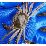 那一种螃蟹养殖有较佳的利润 ?