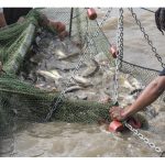 商业化养殖有那几种有利可图 ?