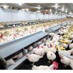 商业化养鸡最发达的国家