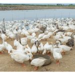 鵝养殖是否有利可图?
