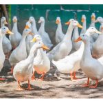 商业化鸭子养殖是否可行?