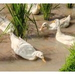 如何有效地进行稻鸭共生模式?