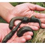 水蛭养殖到底是商机还是骗局?