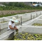 水蛭养殖用的饲料有那些?