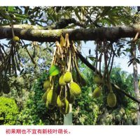 农友应采用那一种调节剂以减少榴莲初果的落果素以达到保果保产量的地步?