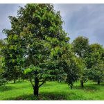 没积水的平地是否能产出与山丘榴莲一样好的品质 ?