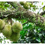 那几种土质不宜种植榴莲？