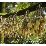 研究员应探讨能在夜间为榴莲授粉的昆虫以提高坐果率