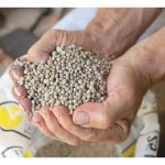 从下种到成龄, 榴莲树是否能仅用复合肥15/15/15这配方?