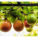 对磷需求高的热带果树有那些?