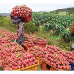 全球出产火龙果的国家及主要的进口国