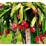 火龙果是什么果类? 原产地在那里? 生长条件是什么?