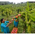 如何有效菅理田间火龙果以提高收益?