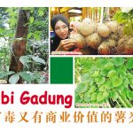 Ubi Gadung 有毒又有商业价值的薯类