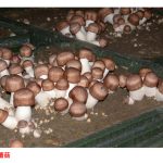 马来西亚种那一种蘑菇最有前景?