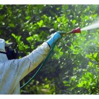 生物农药的效果如何? 它是否能取代化学农药?