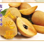 废矿地可种人心果