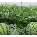 全球西瓜主要生产及出口国家