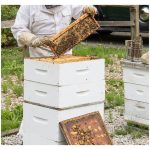 马来西亚蜜蜂与银蜂养殖业的投资额对比,及那一种有较佳的利润 ?