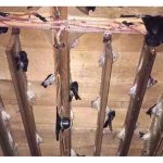 燕屋是否能使金丝燕弃山洞而入内造窝繁殖?这个作法的可靠性有多大?