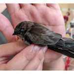 金丝燕会在燕屋定居几久？幼燕几時离开旧燕屋？