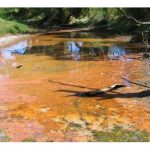 为何种在酸性硫酸盐土壤的作物会生长不良?