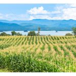 马来西亚湿热的气候成为害虫的温床,对有机农业是否是障碍,应如何克服及做好有机农业?