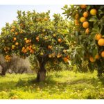 微生物肥料对热带作物的效益有多大?它是否能改良土壤和协助作物吸收养分?