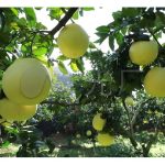 为什么钾肥采用能提高水果甜度?