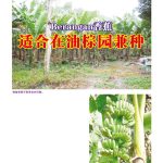 Berangan 香蕉适合在油棕园兼种