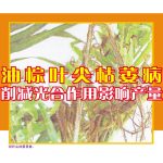 油棕叶尖枯萎病削减光合作用影响产量