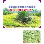 铺盖植物对油棕成长及产量的影响 一项13年相关研究的结论