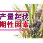 油棕产量起伏的周期性因素