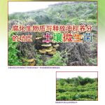 腐化生物质与释放油棕养分的功臣 – 土壤微生菌