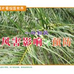 一叶知风  风害影响与预防