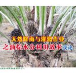 天然降雨与灌溉作业之油棕水分利用效率浅论