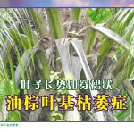 叶子长势如穿裙状油棕叶基枯萎症