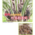 缺钙会造成油棕叶基枯萎症?
