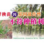 油棕野秧苗因基因遗传性不符种植利益