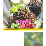 长尾鹦鹉爱吃油棕果!