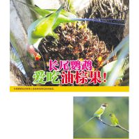 长尾鹦鹉爱吃油棕果！