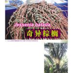 Jessenia bataua 奇异棕榈