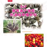 DxP拥有高产潜能的油棕种植材料（下篇）