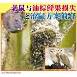 老鼠与油棕鲜果损失之治鼠方案简介